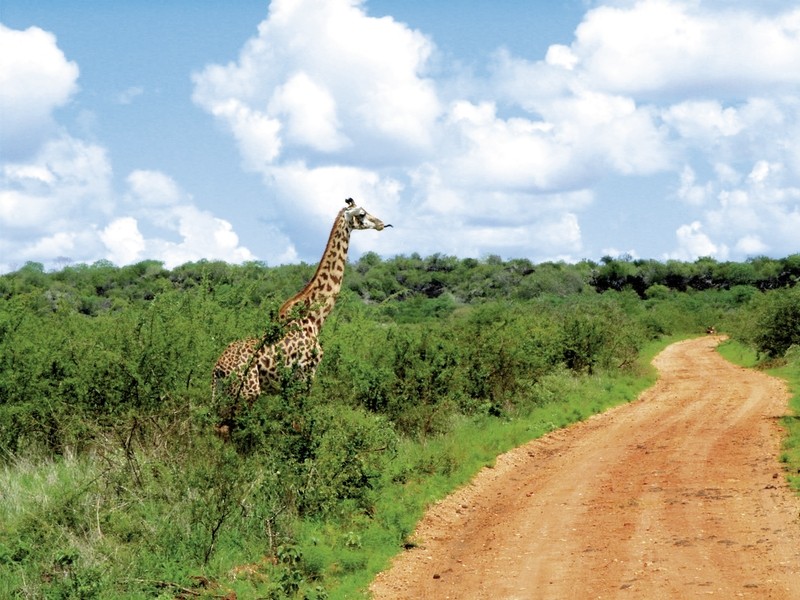 Rundreise Safari Tsavo Abenteuer, Kenia, Mombasa, Tsavo, Bild 6