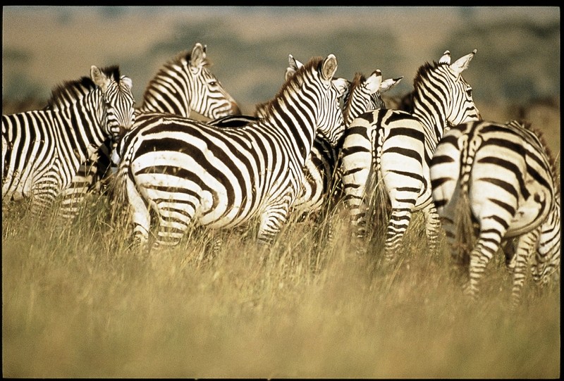 Rundreise Safari Tsavo Abenteuer, Kenia, Mombasa, Tsavo, Bild 10