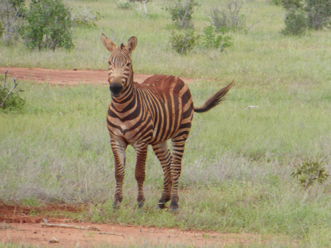 Rundreise Safari Tsavo Abenteuer, Kenia, Mombasa, Tsavo, Bild 4
