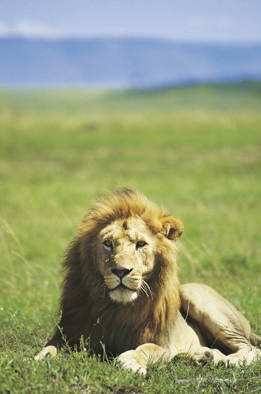 Rundreise Safari Tsavo Abenteuer, Kenia, Mombasa, Tsavo, Bild 9