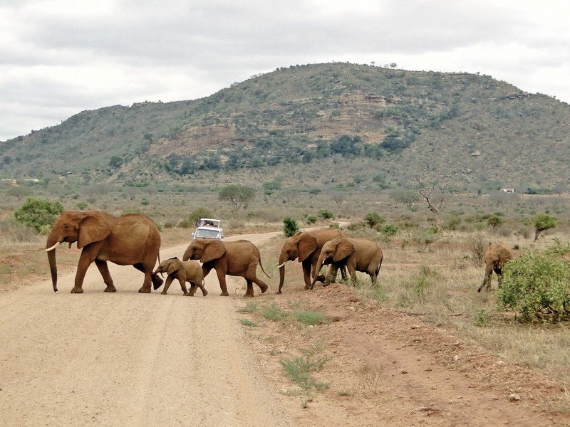 Rundreise Safari Tsavo Abenteuer, Kenia, Mombasa, Tsavo, Bild 12