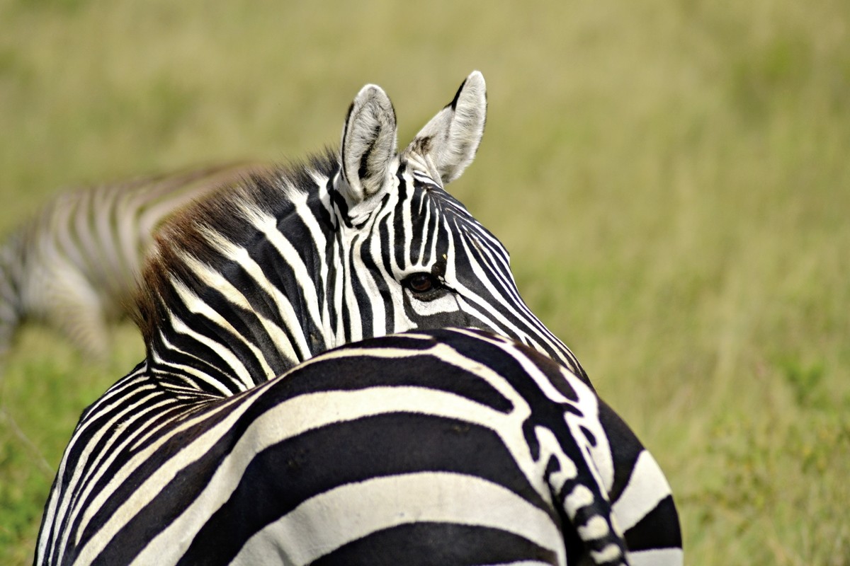 Rundreise Safari Tsavo Abenteuer, Kenia, Mombasa, Tsavo, Bild 3