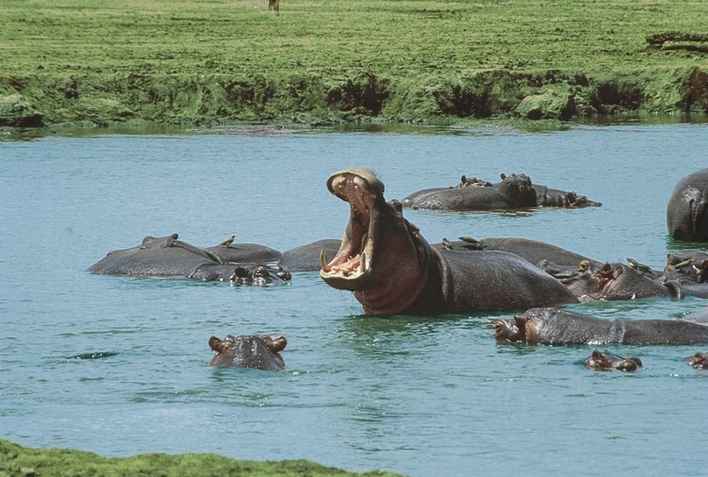 Rundreise Safari Tsavo Abenteuer, Kenia, Mombasa, Tsavo, Bild 5