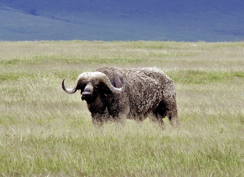 Rundreise Safari Tsavo Abenteuer, Kenia, Mombasa, Tsavo, Bild 8