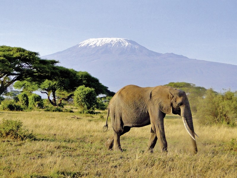 Rundreise Safari Tsavo und Amboseli, Kenia, Mombasa, Tsavo & Abmoseli, Bild 2