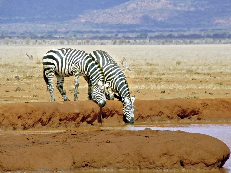 Rundreise Safari Tsavo und Amboseli, Kenia, Mombasa, Tsavo & Abmoseli, Bild 5