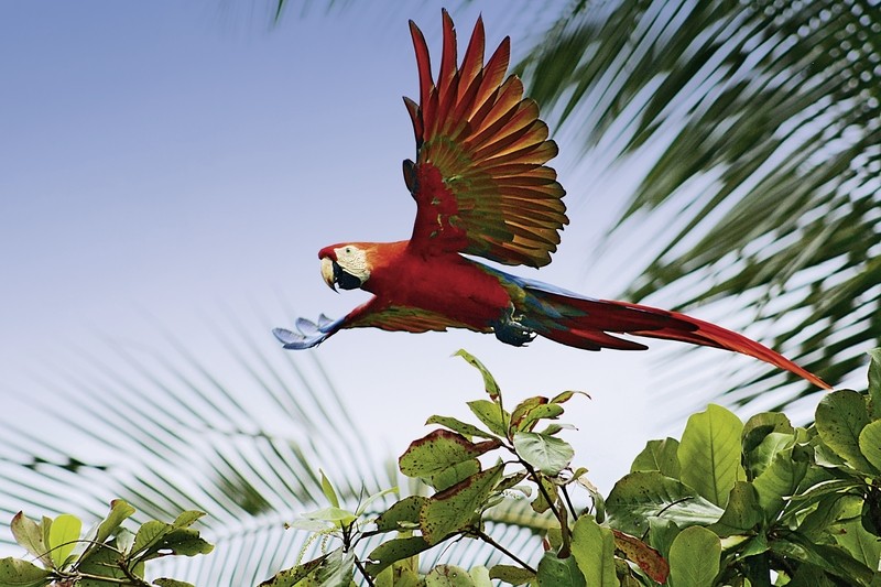 Rundreise Wildlife Pur von der Karibik zum Pazifik, Costa Rica, San José, Bild 2