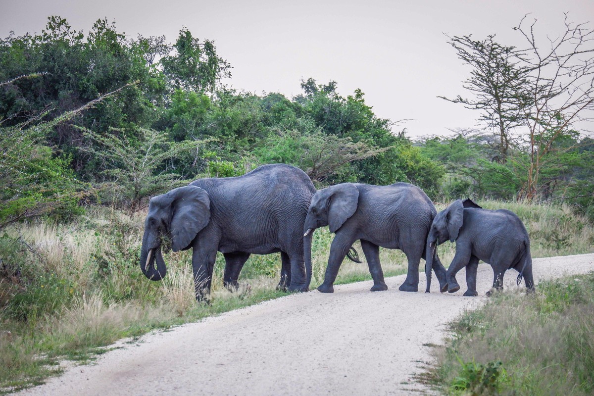 Rundreise Safari Saadani Nationalpark, Tansania, Sansibar, Sadaani Nationalpark, Bild 11