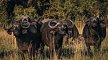 Rundreise Safari Saadani Nationalpark, Tansania, Sansibar, Sadaani Nationalpark, Bild 13
