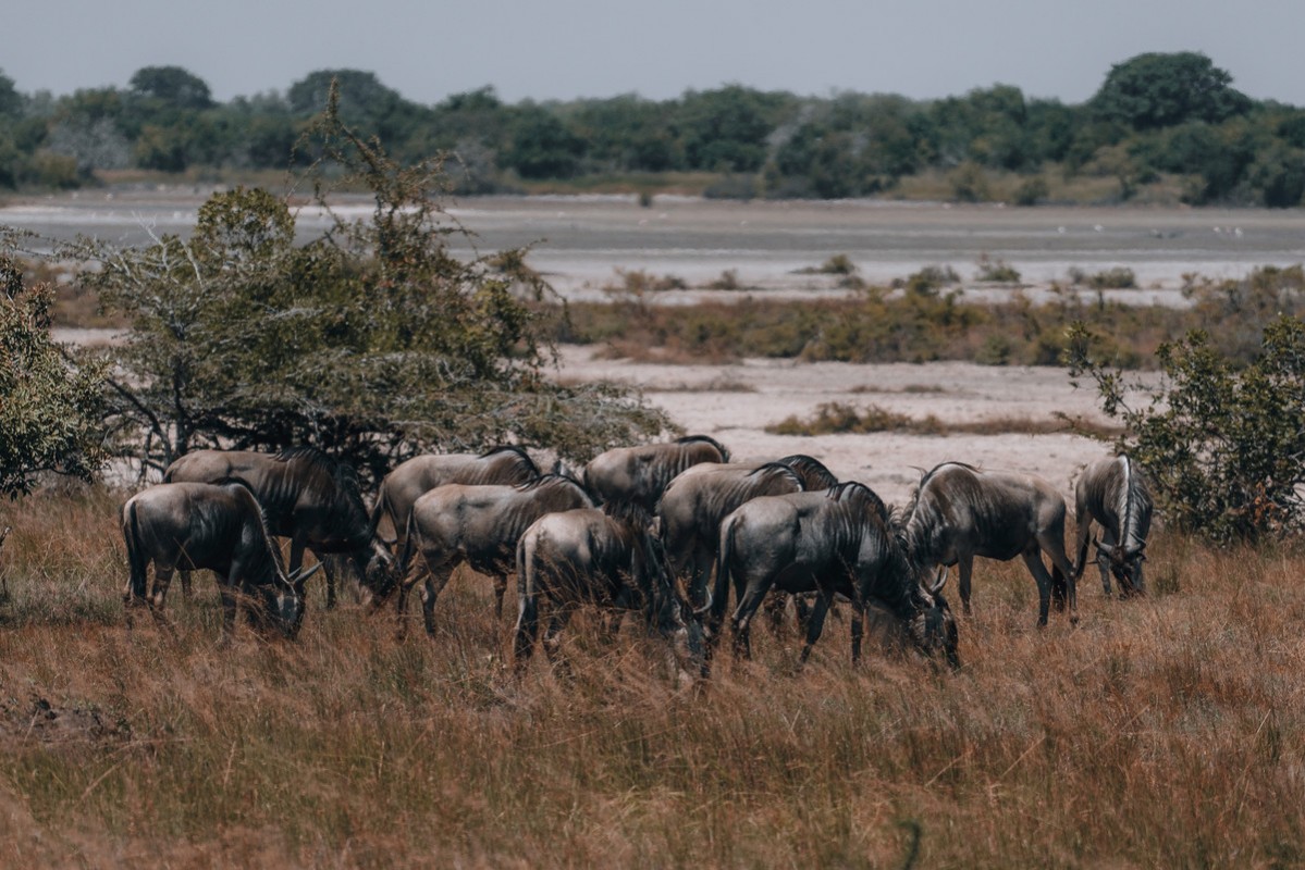 Rundreise Safari Saadani Nationalpark, Tansania, Sansibar, Sadaani Nationalpark, Bild 14
