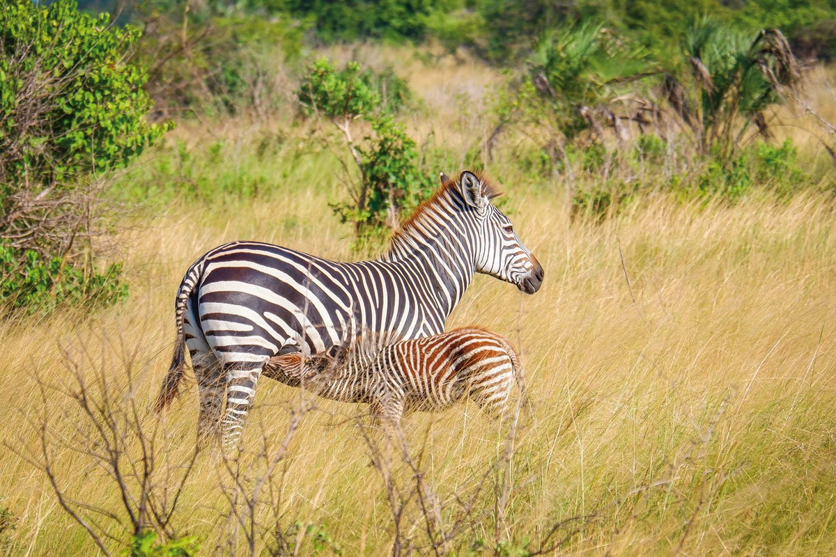 Rundreise Safari Saadani Nationalpark, Tansania, Sansibar, Sadaani Nationalpark, Bild 6
