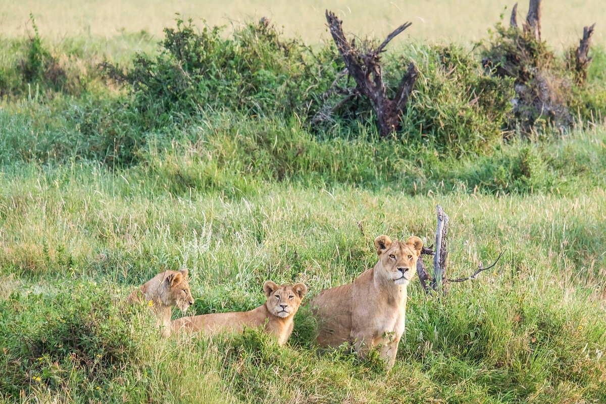 Rundreise Safari Saadani Nationalpark, Tansania, Sansibar, Sadaani Nationalpark, Bild 7