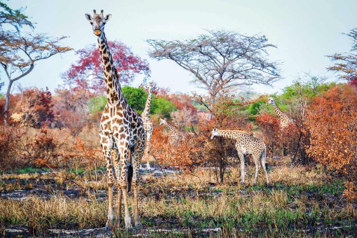 Rundreise Safari Saadani Nationalpark, Tansania, Sansibar, Sadaani Nationalpark, Bild 8
