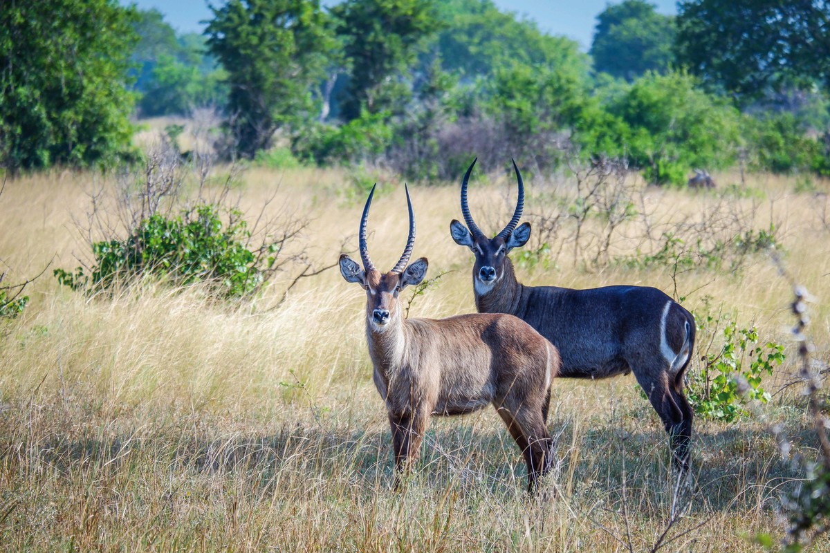 Hotel Saadani Safari, Tansania, Saadani Nationalpark, Bild 10