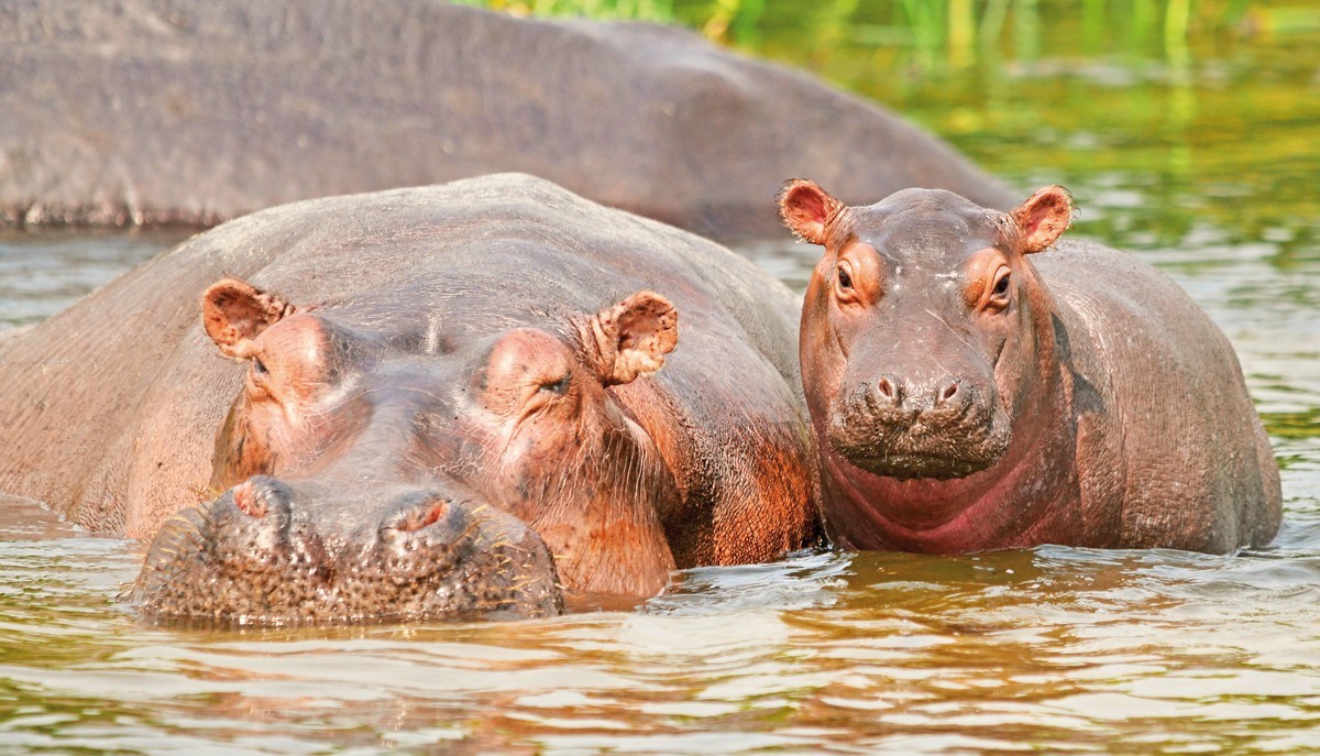 Rundreise Südafrika, Südafrika, Kapstadt, Johannesburg, Bild 6