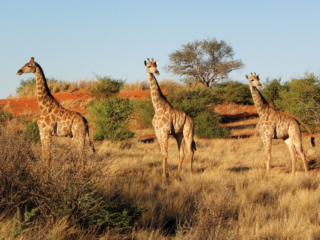 Rundreise Südafrika, Südafrika, Kapstadt, Johannesburg, Bild 7