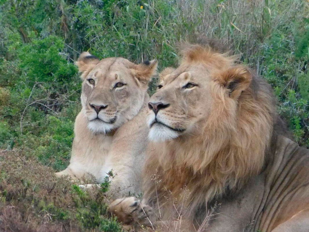 Rundreise Südafrika, Südafrika, Kapstadt, Johannesburg, Bild 7