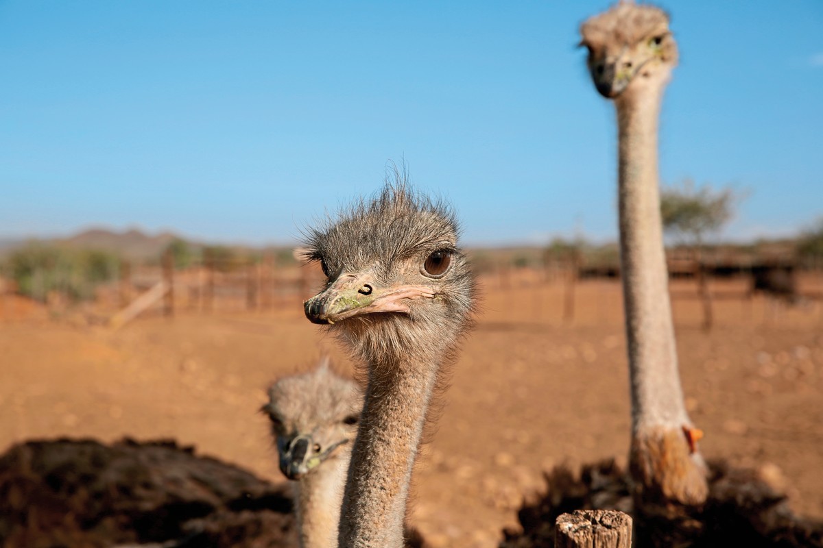 Rundreise Südafrika, Südafrika, Kapstadt, Johannesburg, Bild 9