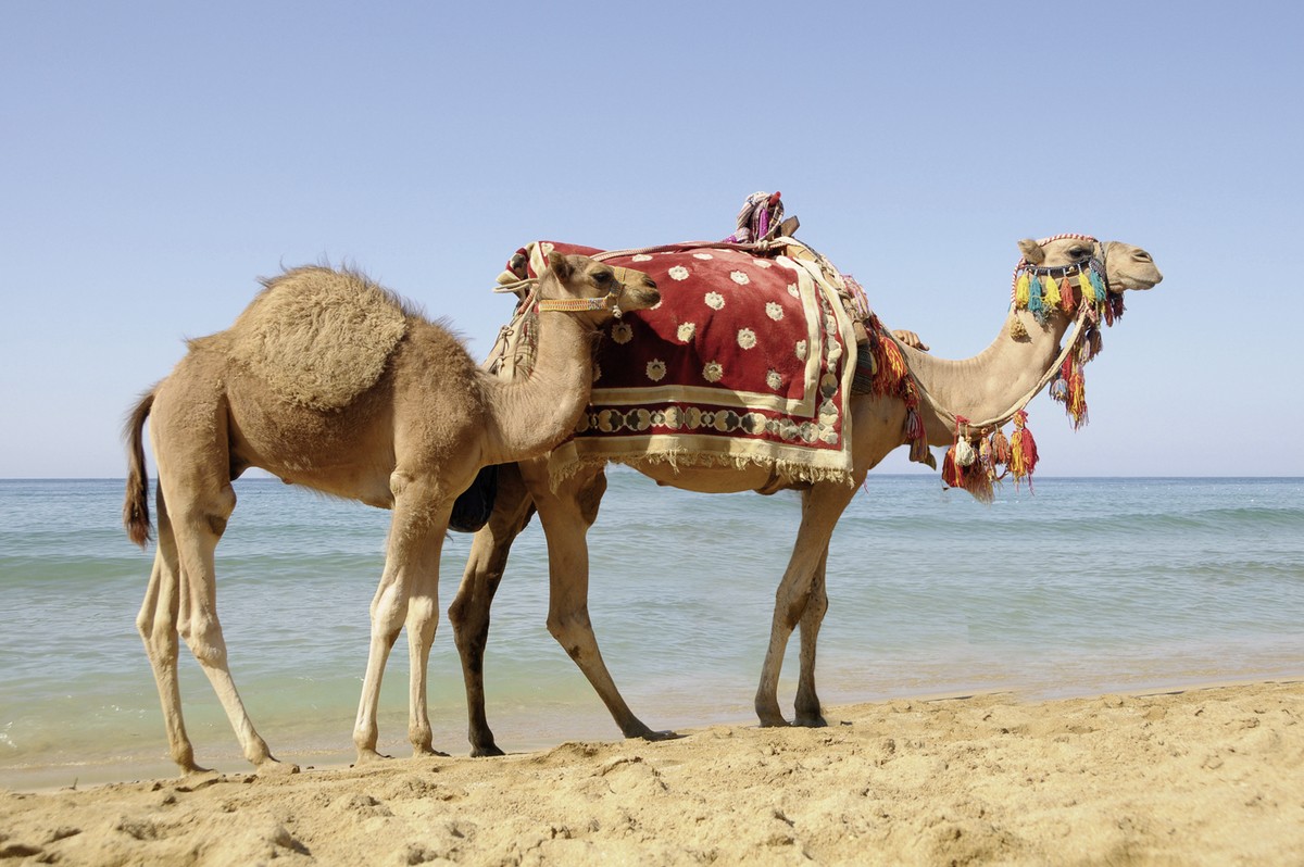 Hotel Seabel Aladin, Tunesien, Djerba, Aghir, Bild 24