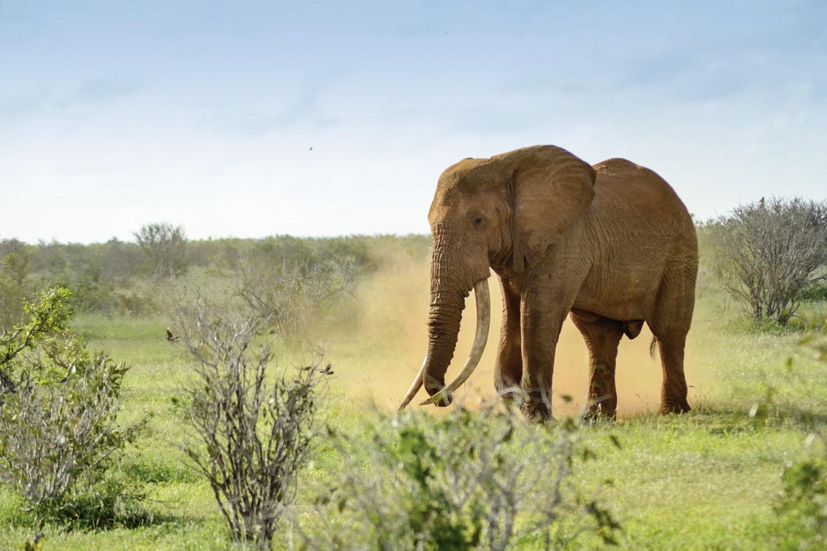 Rundreise Safari Tsavo Abenteuer, Kenia, Mombasa, Tsavo, Bild 1