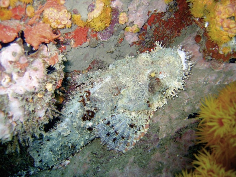 Bahari Beach Hotel, Kenia, Mombasa, Bild 38