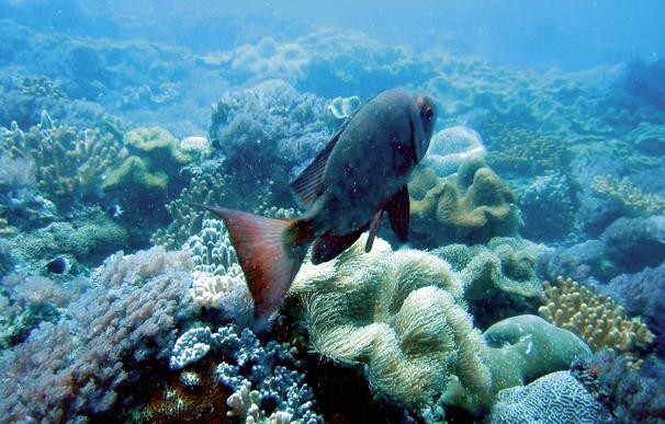 Bahari Beach Hotel, Kenia, Mombasa, Bild 40
