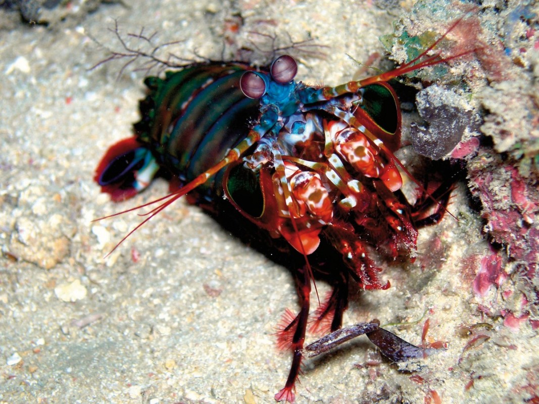 Bahari Beach Hotel, Kenia, Mombasa, Bild 41