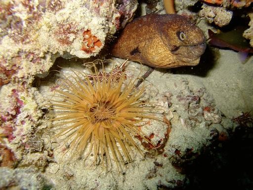 Bahari Beach Hotel, Kenia, Mombasa, Bild 43