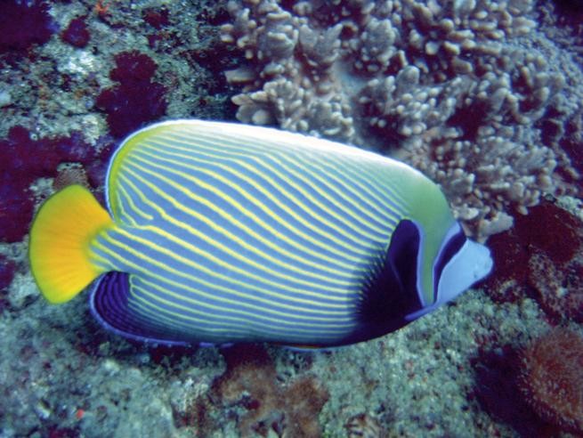 Bahari Beach Hotel, Kenia, Mombasa, Bild 44