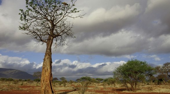 Hotel Papillon Lagoon Reef, Kenia, Diani Beach, Bild 17