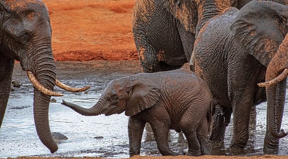 Hotel Papillon Lagoon Reef, Kenia, Diani Beach, Bild 21