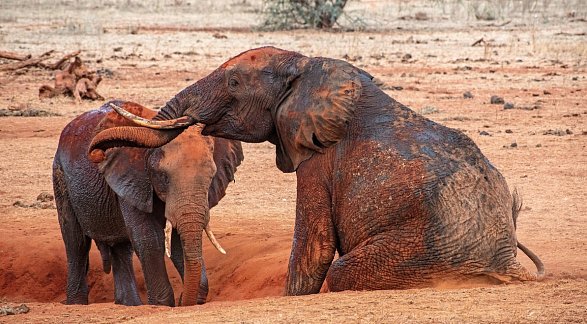 Hotel Papillon Lagoon Reef, Kenia, Diani Beach, Bild 22