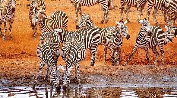 Hotel Papillon Lagoon Reef, Kenia, Diani Beach, Bild 23