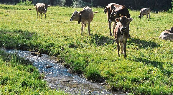 Hotel-Alpengasthof "Löwen", Deutschland, Allgäu, Oberjoch, Bild 22