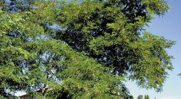 Hotel Agriturismo Le Piane del Milia, Italien, Toskana, Suvereto, Bild 8