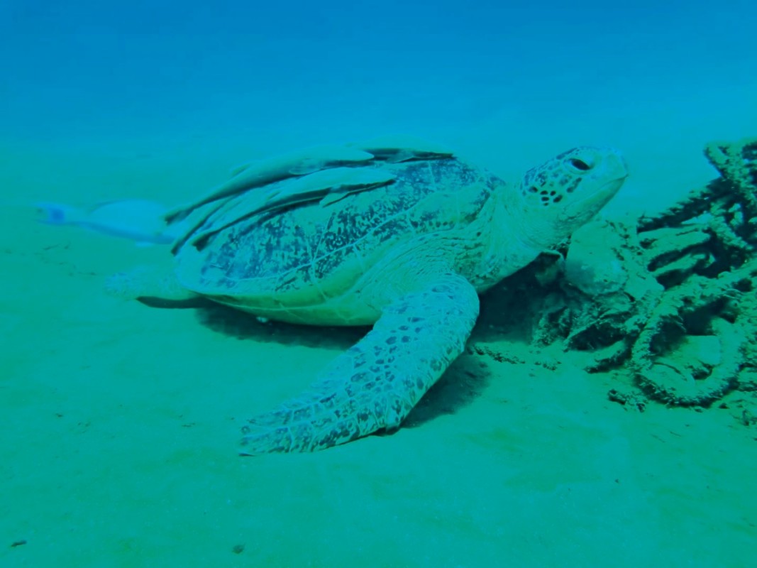 Hotel Maritim Jolie Ville Resort & Casino, Ägypten, Sharm El Sheikh, Sharm el Sheikh, Bild 10