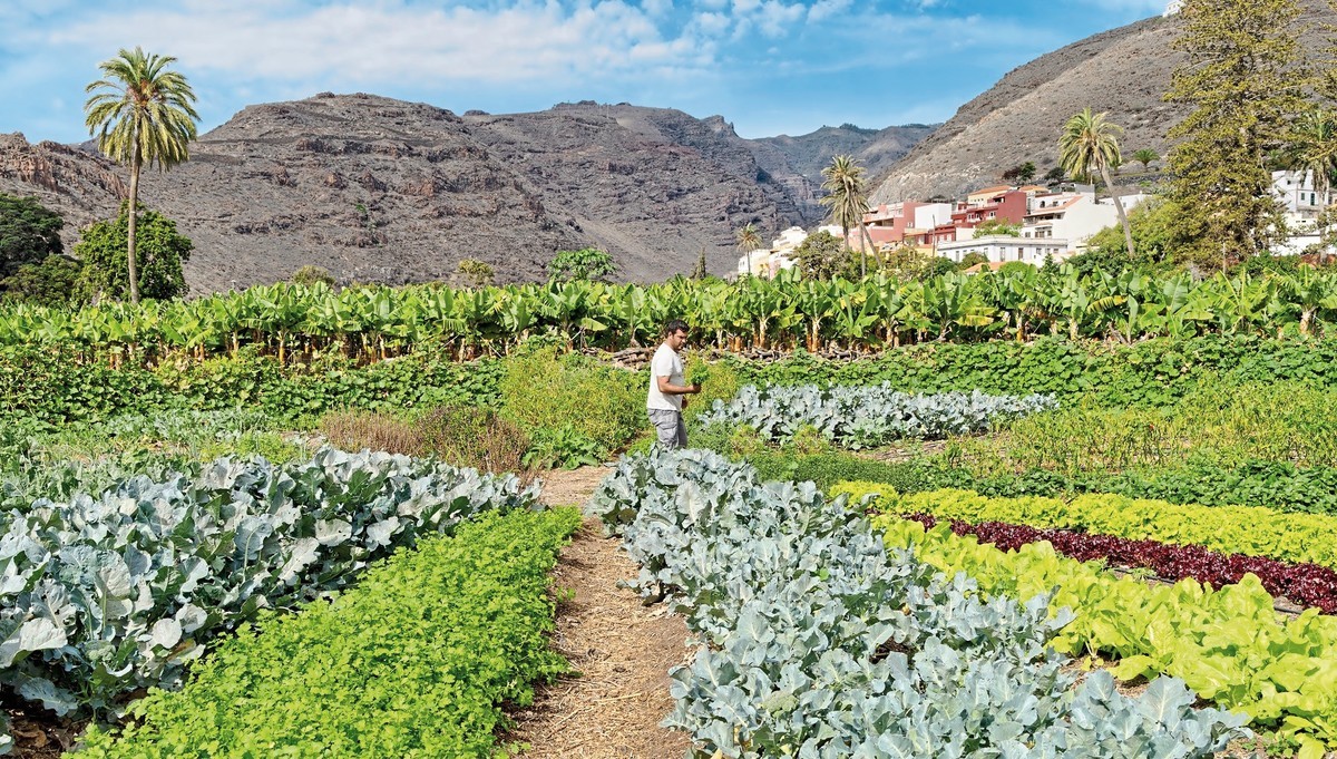 Hotel Jardín Tecina, Spanien, Teneriffa, Playa de Santiago, Bild 41