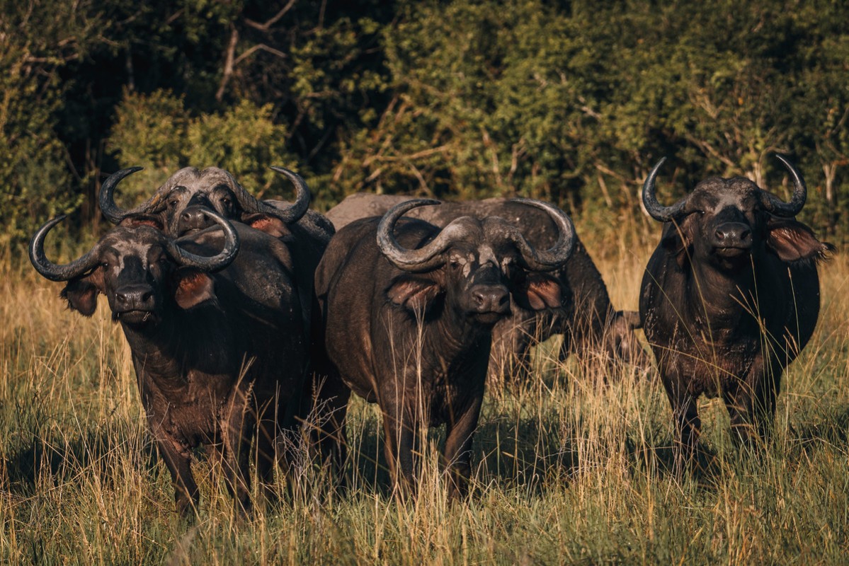 Rundreise Safari Saadani Nationalpark, Tansania, Sansibar, Sadaani Nationalpark, Bild 13