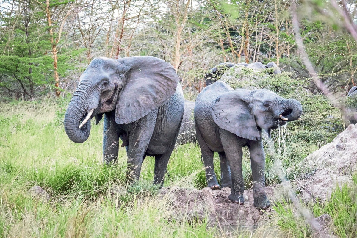 Rundreise Safari Saadani Nationalpark, Tansania, Sansibar, Sadaani Nationalpark, Bild 10